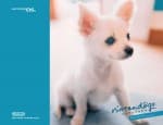 Nintendogs wallpaper 2