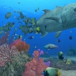 Endless Ocean 2 fish wallpaper. Click for big pic Endless Ocean 2 fish wallpaper